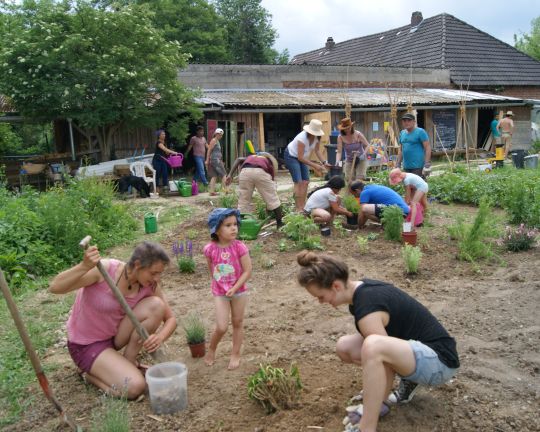 Viele Personen gärtnern zusammen im Gemeinschaftsgarten.