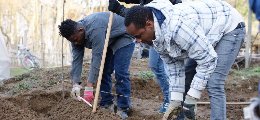 Drei Personen messen die Abstände der Kartoffelpflanzen im Beet.